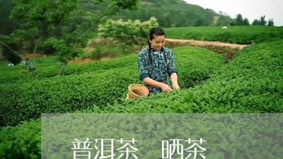 普洱茶 晒茶/2023042820937